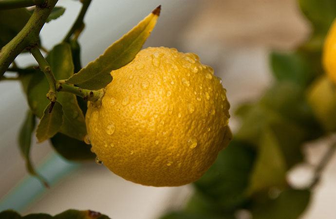 Lemon essential oils for snoring
