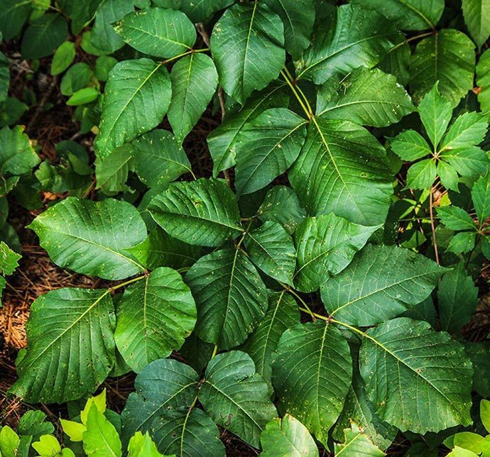 essential oils for poison ivy treatment