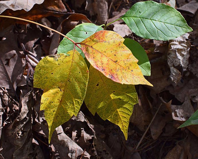 essential oils for poison ivy itch